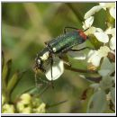 Malachius bipustulatus - Zweifleckiger Zipfelkaefer 02.jpg